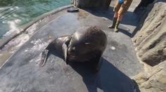 Pražská zoo pláče. Krátce po svých narozeninách uhynul oblíbený lachtan Meloun