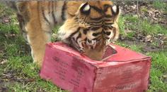 Vánoce mají i zvířata v zoo, takhle si dárky rozbalili tygři! VIDEO