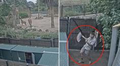 Australská zoo lákala na zvířata, ale pozornost si získal ošetřovatel