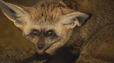 Z jihočeské zoo utekl pár psů ušatých. Hledat je budou pomocí dronu