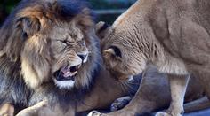 Tragédie v belgické zoo. Lev Nestor zadávil lvici Mayu z Česka, měli tvořit pár