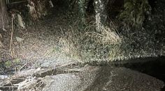 V potoce našli otrávené ryby, do vody se dostala neznámá látka