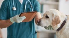 Klíšťata šíří novou psí nemoc. Labradora zabila za 5 dní, lék v Česku není