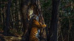 Fotografie tygra ussurijského zvítězila v soutěži o nejlepšího fotografa přírody