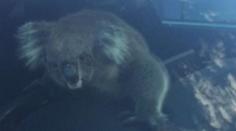 Koala zavinila hromadnou nehodu, pak si sama sedla za volant!