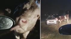 VIDEO: Strážníci jako kovbojové. V Pardubicích pomáhali nahánět krávy