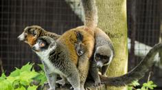 Přírůstek v ostravské zoo: Vzácní lemuři mají druhé mládě!