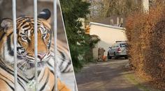 Útok tygra v Česku: Ruku pokousané ženy se nepodaří zachránit!