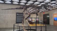Vzácná kostra dinosaura se vydražila za miliardu. Existují jen dva další exempláře