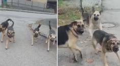 Lidé z obce u Prahy žijí ve strachu! Na ženu zaútočila psí smečka. VIDEO