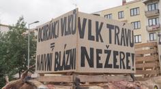 Další útok vlků. Zvířata roztrhala desítky ovcí, nebojí se chodit ani do centra obcí