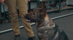 V Německu mají speciální policejní psy. Jsou vycvičení na hledání peněz