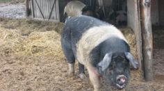 Veterináři jsou v pohotovosti. Bojí se zavlečení moru prasat z Polska