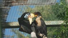 Zlínská zoo má novou celebritu. Mládě zoborožce přilbového je středem pozornosti