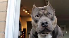 "Ano! Ne!" Pitbul odpovídá majitelce na otázky! VIDEO