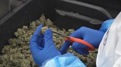 Chystá se legalizace marihuany. Přesvědčili jsme zbytek vlády, hlásí Piráti