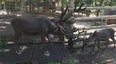 Vedra trápí i zvířata v zoo. S horkem jim pomáhají rosicí sprchy