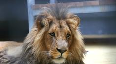 Vánoce v brněnské zoo: Narodila se tam mláďata lva konžského!