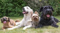Veterinář řekl, kterých pět psích plemen by si určitě pořídil. A prozradil i důvody