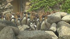 Tučňáci ve zlínské zoo dostali nový výběh. Okamžitě si ho oblíbili