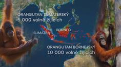 KOŘENÍ: Návrat vězněných orangutanů do pralesa