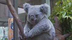 Koaly má chránit národní park v Sydney. Mohou přijít o domov, bojí se odborníci