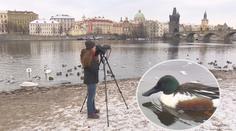 Do sčítání vodního ptactva se zapojilo přes pět set dobrovolníků