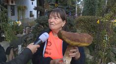 Zdenka našla obří hřib, vážil kilo a půl! Podle mykologů rostou všude