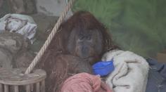 Ústecká zoo nechová zvířata tak, jak by měla. Asociace hrozí uzavřením