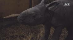 Vzácný přírůstek: V polské zoo se narodil indický nosorožec