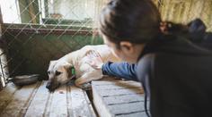 Zůstaňte s nimi až do konce, vzkazuje veterinářka majitelům psů