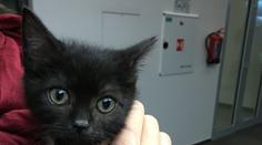 VÁNOČNÍ PŘÁNÍ: I tato zvířátka je mají! Chtějí najít rodinu
