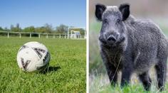 Fotbalový klub prosí o pomoc. Někdo na jejich hřišti rozporcoval divočáka
