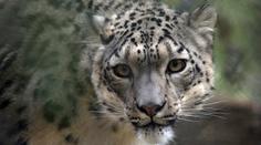 Samice levharta v zoo začala kašlat. Vyšel jí pozitivní test na covid-19