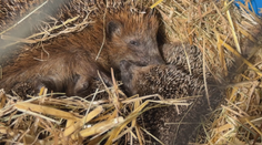 Lidé nosí ošetřovatelům nalezené ježky. Často zcela zbytečně