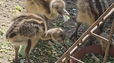 Jihlavská zoo slaví, narodilo se tam pět mláďat nandu pampových