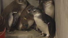 Zoo ve Dvoře Králové slaví. Poprvé v historii odchovali mláďata tučňáků brýlových