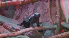 Medojed si troufne i na lva! Pár odvážlivců mají v olomoucké zoo