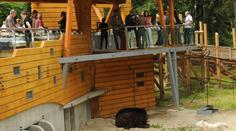 Návštěvníky pobouřil zraněný vlk ve výběhu medvědů. Zoo to vysvětluje