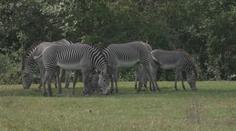 Řev lvů i brblání hrochů. V Safari Parku Dvůr Králové můžete zůstat do noci