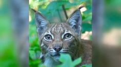 Do jihlavské zoo se vrátili rysové. Výběh prošel důkladnými úpravami