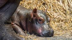 Zoo Dvůr Králové hlásí dva vzácné přírůstky. Hrocha a kriticky ohroženou žirafu