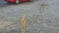 Ve Žďáru si vandal vylévá zlost na stromech. Nařezává jejich mladé kmeny