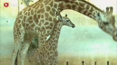 Video: Žirafí mládě z pražské zoo poprvé ve výběhu