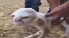 Narodilo se jehně s lidskou tváří! Koho vám připomíná? VIDEO