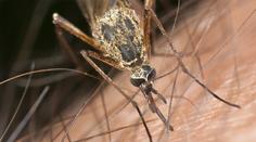 Chikungunya je nemoc, která ohýbá člověka. Může se rozšířit i v Evropě, varuje Prymula