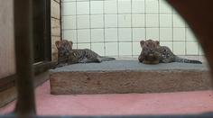 Velké překvapení v ostravské zoo. Mláďata levharta jsou samičky