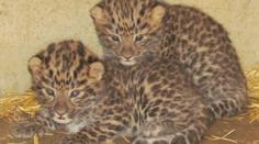 Mláďata levhartů v olomoucké zoo se mají čile k světu. Jejich pohlaví se ale zatím neví