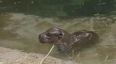 V americké zoo mají vzácný přírůstek. Ale je to pěkný strašpytel!
