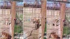 Ženu v zoo na Slovensku napadl tygr! Do klece strčila ruku. VIDEO